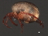 ( - CNC-IMS090056.025)  @13 [ ] CreativeCommons - Attribution (2010) Unspecified Centre for Biodiversity Genomics