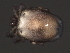  ( - CNC-IMS090056.029)  @13 [ ] CreativeCommons - Attribution (2010) Unspecified Centre for Biodiversity Genomics
