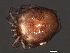  ( - CNC-IMS090056.031)  @13 [ ] CreativeCommons - Attribution (2010) Unspecified Centre for Biodiversity Genomics