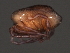  ( - CNC-IMS090056.032)  @12 [ ] CreativeCommons - Attribution (2010) Unspecified Centre for Biodiversity Genomics
