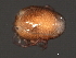  ( - CNC-IMS090056.033)  @13 [ ] CreativeCommons - Attribution (2010) Unspecified Centre for Biodiversity Genomics
