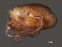  ( - CNC-IMS090056.037)  @13 [ ] CreativeCommons - Attribution (2010) Unspecified Centre for Biodiversity Genomics