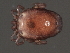  ( - CNC-IMS090056.038)  @14 [ ] CreativeCommons - Attribution (2010) Unspecified Centre for Biodiversity Genomics