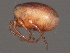  ( - CNC-IMS090056.040)  @14 [ ] CreativeCommons - Attribution (2010) Unspecified Centre for Biodiversity Genomics
