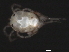 (Tiphys sp0957A - CNC-IMS090057-004)  @12 [ ] CreativeCommons - Attribution (2010) Unspecified Centre for Biodiversity Genomics