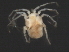  (Piona sp0957B - CNC-IMS090057-011)  @12 [ ] CreativeCommons - Attribution (2010) Unspecified Centre for Biodiversity Genomics