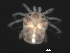  (Piona sp0958B - CNC-IMS090058-013)  @14 [ ] CreativeCommons - Attribution (2010) Unspecified Centre for Biodiversity Genomics