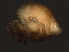  ( - CNC-IMS090058-017)  @12 [ ] CreativeCommons - Attribution (2010) Unspecified Centre for Biodiversity Genomics