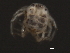 (Piona sp0959B - CNC-IMS090059-008)  @13 [ ] CreativeCommons - Attribution (2010) Unspecified Centre for Biodiversity Genomics