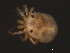  (Piona sp0959C - CNC-IMS090059-010)  @13 [ ] CreativeCommons - Attribution (2010) Unspecified Centre for Biodiversity Genomics