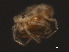  ( - CNC-IMS090059-012)  @12 [ ] CreativeCommons - Attribution (2010) Unspecified Centre for Biodiversity Genomics