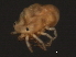  ( - CNC-IMS090059-014)  @13 [ ] CreativeCommons - Attribution (2010) Unspecified Centre for Biodiversity Genomics