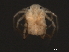  (Piona sp0960A - CNC-IMS090060-004)  @12 [ ] CreativeCommons - Attribution (2010) Unspecified Centre for Biodiversity Genomics