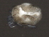  ( - CNC-IMS090062-002)  @12 [ ] CreativeCommons - Attribution (2010) Unspecified Centre for Biodiversity Genomics