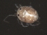  (Tiphys sp0962A - CNC-IMS090062-004)  @13 [ ] CreativeCommons - Attribution (2010) Unspecified Centre for Biodiversity Genomics