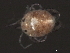  ( - CNC-IMS090062-005)  @13 [ ] CreativeCommons - Attribution (2010) Unspecified Centre for Biodiversity Genomics