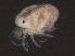  (Tiphys sp0962B - CNC-IMS090062-006)  @13 [ ] CreativeCommons - Attribution (2010) Unspecified Centre for Biodiversity Genomics