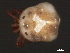  (Tiphys sp0962C - CNC-IMS090062-009)  @13 [ ] CreativeCommons - Attribution (2010) Unspecified Centre for Biodiversity Genomics