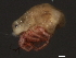  (Piona sp0962B - CNC-IMS090062-012)  @12 [ ] CreativeCommons - Attribution (2010) Unspecified Centre for Biodiversity Genomics