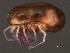  (Piona sp0962D - CNC-IMS090062-014)  @15 [ ] CreativeCommons - Attribution (2010) Unspecified Centre for Biodiversity Genomics