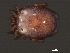  ( - CNC-IMS090062-016)  @13 [ ] CreativeCommons - Attribution (2010) Unspecified Centre for Biodiversity Genomics