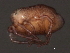  ( - CNC-IMS090062-017)  @13 [ ] CreativeCommons - Attribution (2010) Unspecified Centre for Biodiversity Genomics