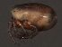  ( - CNC-IMS090062-019)  @13 [ ] CreativeCommons - Attribution (2010) Unspecified Centre for Biodiversity Genomics