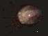  ( - CNC-IMS090062-025)  @11 [ ] CreativeCommons - Attribution (2010) Unspecified Centre for Biodiversity Genomics