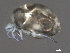  ( - CNC-IMS090063.005)  @14 [ ] CreativeCommons - Attribution (2010) Unspecified Centre for Biodiversity Genomics