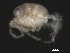  ( - CNC-IMS090063.010)  @11 [ ] CreativeCommons - Attribution (2010) Unspecified Centre for Biodiversity Genomics