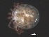  (Piona sp0963A - CNC-IMS090063.011)  @13 [ ] CreativeCommons - Attribution (2010) Unspecified Centre for Biodiversity Genomics