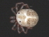  ( - CNC-IMS090063.012)  @13 [ ] CreativeCommons - Attribution (2010) Unspecified Centre for Biodiversity Genomics