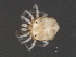  (Piona sp0963C - CNC-IMS090063.016)  @15 [ ] CreativeCommons - Attribution (2010) Unspecified Centre for Biodiversity Genomics