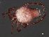  (Arrenurus sp0963B - CNC-IMS090063.020)  @15 [ ] CreativeCommons - Attribution (2010) Unspecified Centre for Biodiversity Genomics