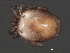  ( - CNC-IMS090063.029)  @13 [ ] CreativeCommons - Attribution (2010) Unspecified Centre for Biodiversity Genomics