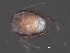  ( - CNC-IMS090063.030)  @13 [ ] CreativeCommons - Attribution (2010) Unspecified Centre for Biodiversity Genomics