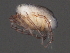  ( - CNC-IMS090063.031)  @13 [ ] CreativeCommons - Attribution (2010) Unspecified Centre for Biodiversity Genomics