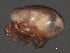  ( - CNC-IMS090063.032)  @14 [ ] CreativeCommons - Attribution (2010) Unspecified Centre for Biodiversity Genomics