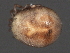  ( - CNC-IMS090063.033)  @14 [ ] CreativeCommons - Attribution (2010) Unspecified Centre for Biodiversity Genomics