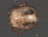  ( - CNC-IMS090063.034)  @14 [ ] CreativeCommons - Attribution (2010) Unspecified Centre for Biodiversity Genomics