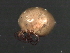  (Piona sp0933A - CNC-IMS090033.007)  @13 [ ] CreativeCommons - Attribution (2010) Unspecified Centre for Biodiversity Genomics
