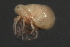  (Piona sp0933B - CNC-IMS090033.009)  @14 [ ] CreativeCommons - Attribution (2010) Unspecified Centre for Biodiversity Genomics