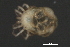  (Piona sp0933C - CNC-IMS090033.011)  @14 [ ] CreativeCommons - Attribution (2010) Unspecified Centre for Biodiversity Genomics