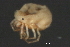  (Piona sp0933D - CNC-IMS090033.013)  @11 [ ] CreativeCommons - Attribution (2010) Unspecified Centre for Biodiversity Genomics
