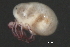  (Piona sp0933E - CNC-IMS090033.014)  @13 [ ] CreativeCommons - Attribution (2010) Unspecified Centre for Biodiversity Genomics