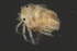  (Piona sp0933H - CNC-IMS090033.019)  @13 [ ] CreativeCommons - Attribution (2010) Unspecified Centre for Biodiversity Genomics