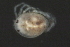  (Tiphys sp0933A - CNC-IMS090033.022)  @14 [ ] CreativeCommons - Attribution (2010) Unspecified Centre for Biodiversity Genomics