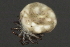  ( - CNC-IMS090033.027)  @12 [ ] CreativeCommons - Attribution (2010) Unspecified Centre for Biodiversity Genomics