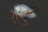  ( - CNC-IMS090033.029)  @11 [ ] CreativeCommons - Attribution (2010) Unspecified Centre for Biodiversity Genomics