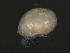  (Limnesia sp0934A - CNC-IMS090034.010)  @12 [ ] CreativeCommons - Attribution (2010) Unspecified Centre for Biodiversity Genomics